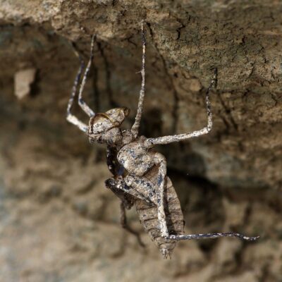 Exuvie de Macromia Splendens