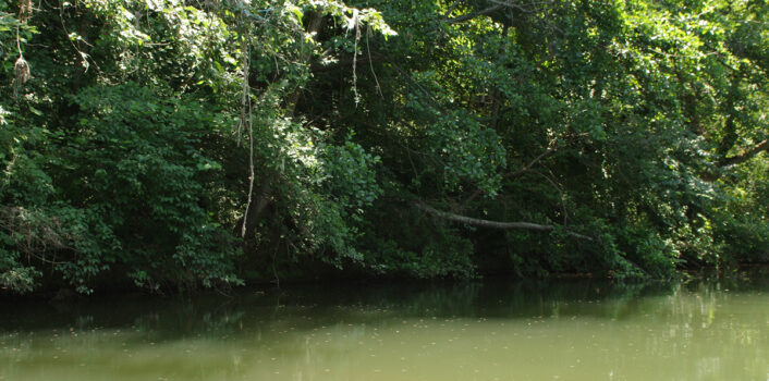 Sortie n°45 – Lundi 22 juin 2015Prospection en amont de Gaillac